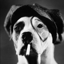 Pete the Dog