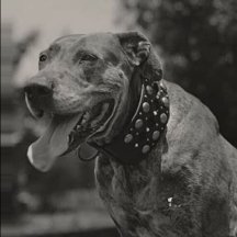 Teddy the Dog