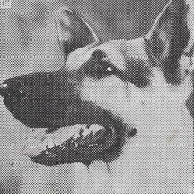 Rin-Tin-Tin Jr.